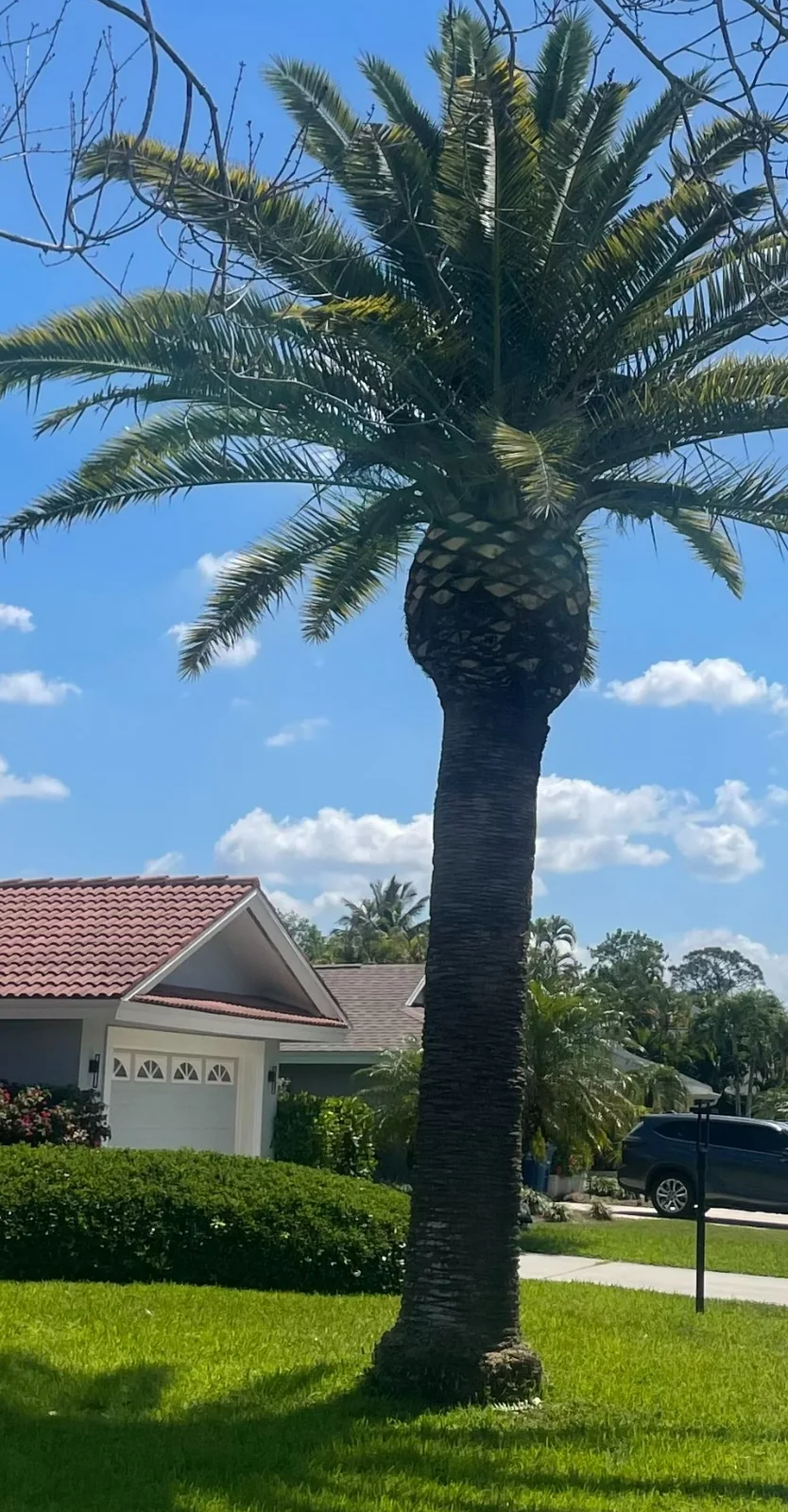 Large date palm before pruning at a Naples home