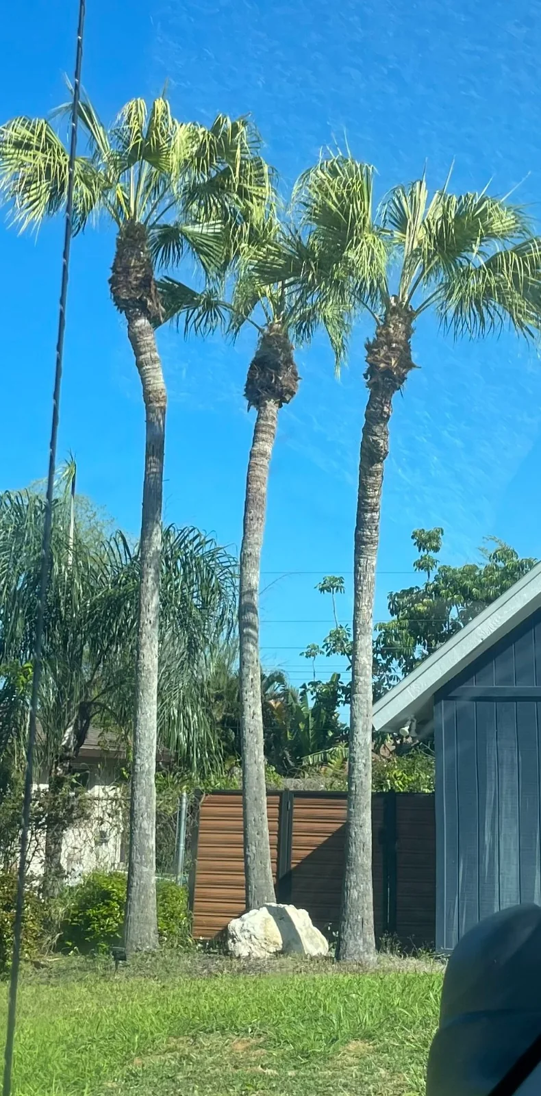 Trimmed palms at a Naples property after routine palm pruning