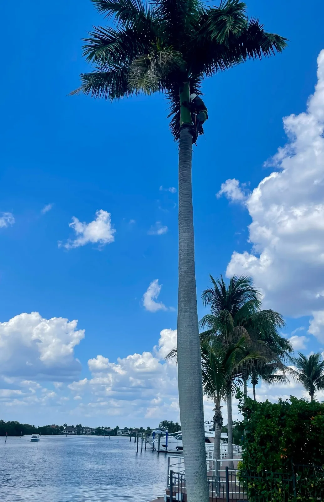 Palm pruning underway on a tall waterfront palm in Naples Florida