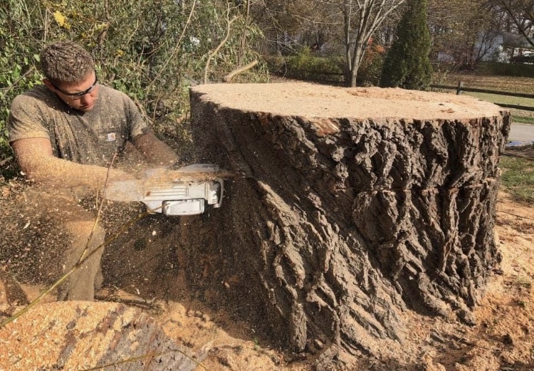 Tree service professional cutting wood during a removal